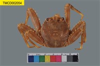 藏品(裸掌盾牌蟹)的圖片